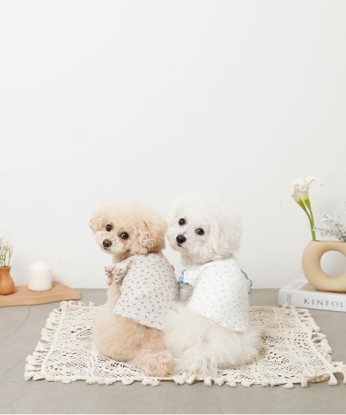 moncheri（モンシェリ）の「冷感小花柄ショルダーメローフリルトップス【接触冷感】（ペットウェア・レディース・ピンク/ブルー・XL/S/M/L/XS/2M）」の3枚目の写真