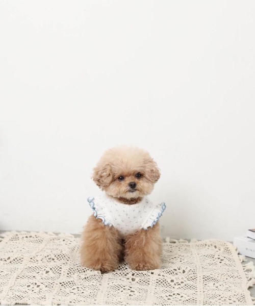 moncheri（モンシェリ）の「冷感小花柄ショルダーメローフリルトップス【接触冷感】（ペットウェア・レディース・ピンク/ブルー・XL/S/M/L/XS/2M）」の4枚目の写真