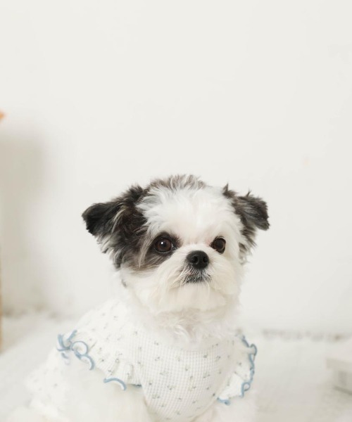 moncheri（モンシェリ）の「冷感小花柄ショルダーメローフリルトップス【接触冷感】（ペットウェア・レディース・ピンク/ブルー・XL/S/M/L/XS/2M）」の22枚目の写真