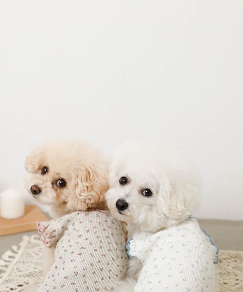 moncheri（モンシェリ）の「冷感小花柄ショルダーメローフリルトップス【接触冷感】（ペットウェア・レディース・ピンク/ブルー・XL/S/M/L/XS/2M）」の20枚目の写真