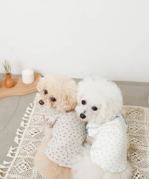 moncheri（モンシェリ）の「冷感小花柄ショルダーメローフリルトップス【接触冷感】（ペットウェア・レディース・ピンク/ブルー・XL/S/M/L/XS/2M）」の21枚目の写真