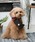 LOGOS�i���S�X�j�́uLOGOS/���ȃ}�t���[�i�y�b�g�E�F�A�j�v�b�u���E��