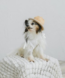 LiFam（リファム）の「コントラストレースキャミソール（ペットウェア）」