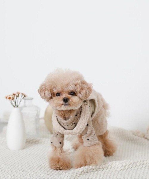 moncheri（モンシェリ）の「ハート柄リブメロウトップス / 犬服 / ドッグウェア（ペットウェア・レディース・ベージュ/アイボリー・S/M/L/XL/2M/XS）」の16枚目の写真