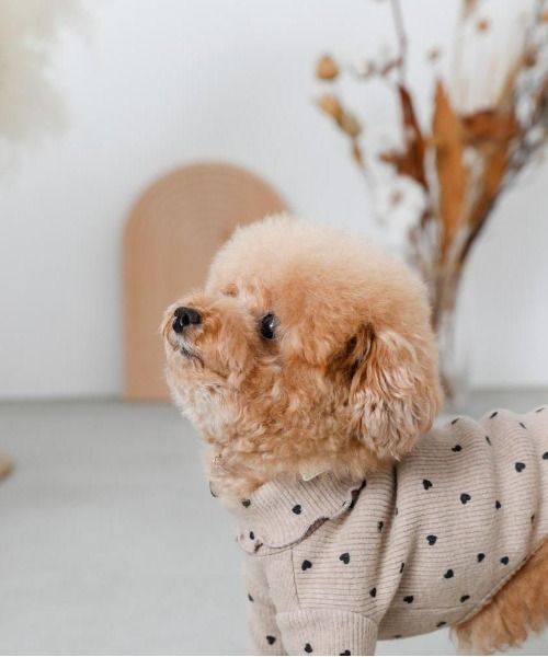 新品未使用タグ付◎monchéri モンシェリ ドッグウェア2枚セット ハート柄 ドッグウェア・犬服通販 - monchéri(モンシェリ) – moncheri