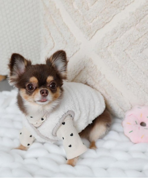 moncheri（モンシェリ）の「ハート柄リブメロウトップス / 犬服 / ドッグウェア（ペットウェア・レディース・ベージュ/アイボリー・S/M/L/XL/2M/XS）」の22枚目の写真