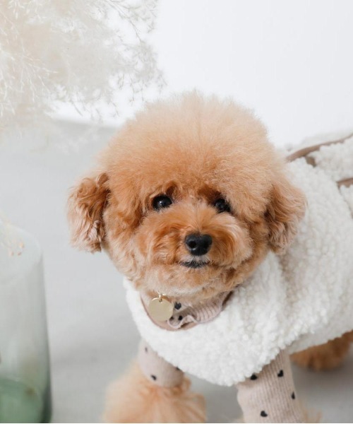 moncheri（モンシェリ）の「ハート柄リブメロウトップス / 犬服 / ドッグウェア（ペットウェア・レディース・ベージュ/アイボリー・S/M/L/XL/2M/XS）」の12枚目の写真