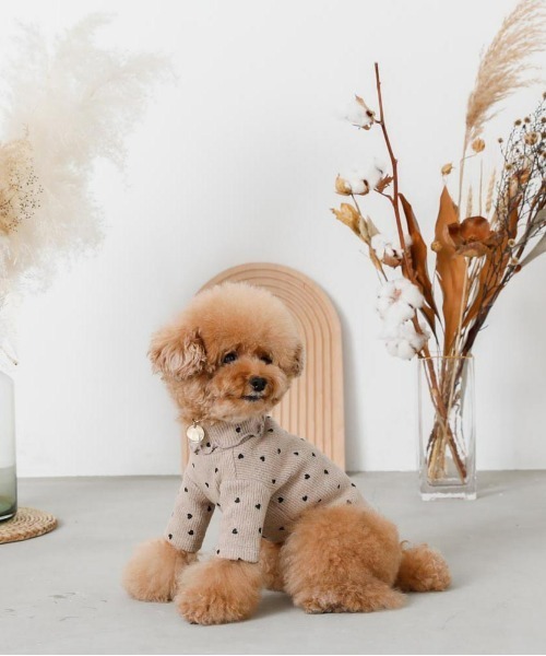 moncheri（モンシェリ）の「ハート柄リブメロウトップス / 犬服 / ドッグウェア（ペットウェア・レディース・ベージュ/アイボリー・S/M/L/XL/2M/XS）」の8枚目の写真