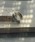 blatto�i�u���b�g�j�́u�yblatto 925silver�z925�V���o�[�@�f�U�C���@�����O�@bla-ring-f004�@U�i�����O�j�v�b���̑�13