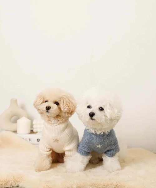 moncheri（モンシェリ）の「お星さまとお月さまハイネックニット / 犬服 / ドッグウェア（ペットウェア・レディース・アイボリー/ブルー・S/L/M/XL/2M/XS）」の19枚目の写真