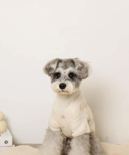 moncheri（モンシェリ）の「お星さまとお月さまハイネックニット / 犬服 / ドッグウェア（ペットウェア・レディース・アイボリー/ブルー・S/L/M/XL/2M/XS）」の17枚目の写真