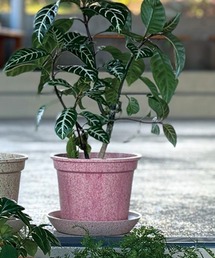 GEORGE'S（ジョージズ）の「Laula/ラウラ エコポット 4.5G（フラワーベース）」