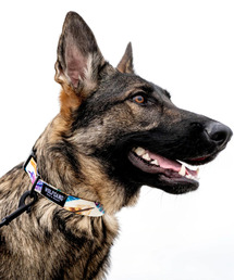 WOLFGANG MAN＆BEAST（ウルフギャングマンアンドビースト）の「WOLFGANG/ウルフギャング 犬用 首輪 FeatheredFriend Collar Sサイズ WC-001-85（リード/ハーネス/首輪）」