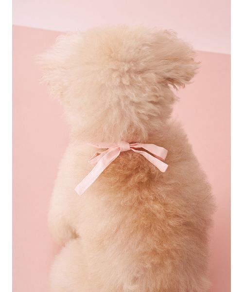 gelato pique（ジェラートピケ）の「【CAT&DOG】スムーズィーフラワーモチーフチョーカー（リード/ハーネス/首輪・レディース・ピンク/ブルー/イエロー・F）」の20枚目の写真