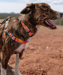 WOLFGANG MAN＆BEAST（ウルフギャングマンアンドビースト）の「WOLFGANG/ウルフギャング 犬用 首輪 PackLeader Collar Mサイズ WC-002-84（リード/ハーネス/首輪）」