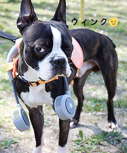 SPICE OF LIFE（スパイス オブ ライフ）の「【在庫限り】ドッグウェア＆ハンズフリー扇風機セット(シロッコファン) Mサイズ/Lサイズ（ペットウェア・レディース・グレー系その他/オレンジ系その他/グレー系その他2/オレンジ系その他2・M/L）」の19枚目の写真