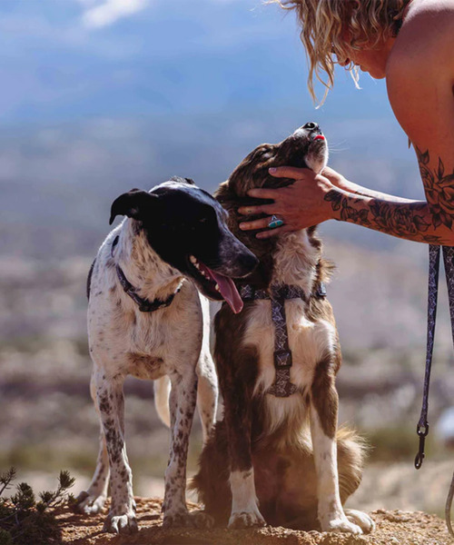 WOLFGANG MAN&BEAST/ウルフギャングマンアンドビースト 犬用 ハーネス WolfMountain Harness Sサイズ WH-001-83（リード/ハーネス/首輪）｜WOLFGANG MAN＆BEAST（ウルフギャングマンアンドビースト）