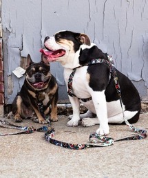 WOLFGANG MAN＆BEAST（ウルフギャングマンアンドビースト）の「WOLFGANG/ウルフギャング 犬用 ハーネス VintageWhite Harness S WH-001-56（リード/ハーネス/首輪）」