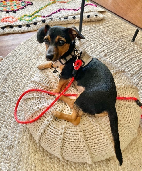 A.en(エイエン )の「STANDARD LEASH(リード/ハーネス/首輪・メンズ・ブラック系その他2/グリーン/カーキ/ブルー系その他/レッド系その他2/ホワイト/ピンク/オレンジ系その他2/ブラック/ライム/レッド/ブルー/オレンジ/パープル/ブルー系その他3/パープル系その他2/オレンジ系その他3/イエロー/ピンク系その他・M/S)」の15枚目の写真