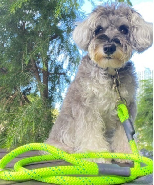 A.en(エイエン )の「STANDARD LEASH(リード/ハーネス/首輪・メンズ・ブラック系その他2/グリーン/カーキ/ブルー系その他/レッド系その他2/ホワイト/ピンク/オレンジ系その他2/ブラック/ライム/レッド/ブルー/オレンジ/パープル/ブルー系その他3/パープル系その他2/オレンジ系その他3/イエロー/ピンク系その他・M/S)」の6枚目の写真