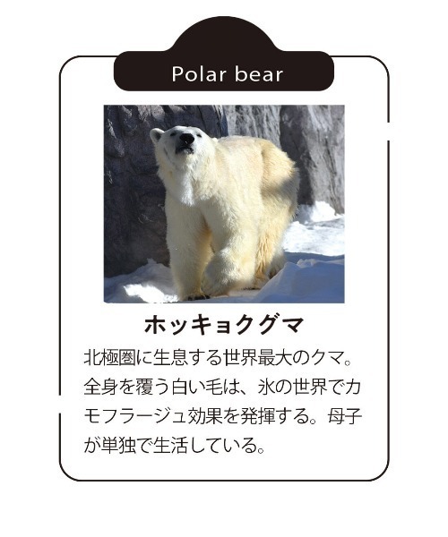 Live in comfort（リブインコンフォート）の「【旭山動物園コラボ】リブ　イン　コンフォート　ホッキョクグマと一緒にすやすや　ふんわりやさしい両面ボアベスト〈スノーホワイト〉（ベスト・レディース・ホワイト・LL/L/M/S/3L）」の13枚目の写真