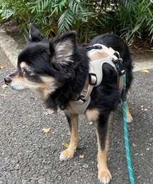 A.en(GCG )HARNESS([h/n[lX/)