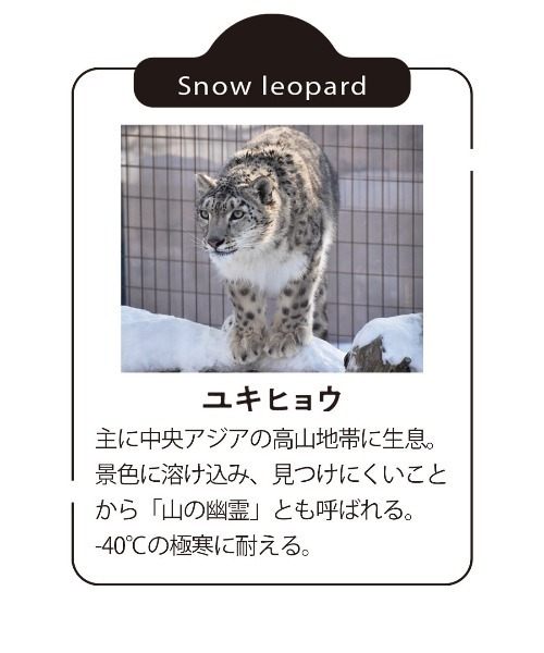 Live in comfort(リブインコンフォート)の「【旭山動物園コラボ】リブ イン コンフォート 1枚でコーデがきまる スカート部分は帯電防止加工の ユキヒョウドット柄ニットドッキングワンピース(ワンピース・レディース・グレー系その他・MP/3L/LL/L/M/S)」の9枚目の写真
