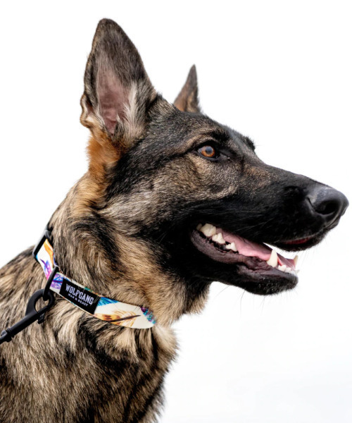 【新品未使用】wolfgang首輪Mとリード183cmのセット WOLFGANG/ウルフギャング 犬用 リード FeatheredFriend Leash M