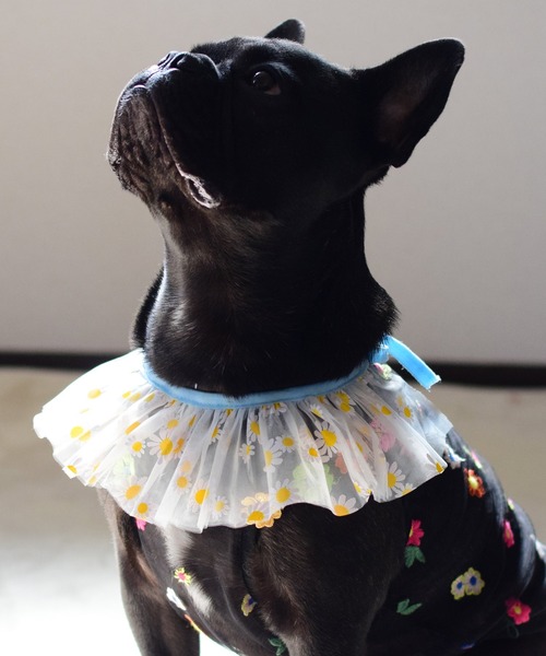 ナチュラル＆クラシカルなペチコートワンピース つけ襟付き 犬服