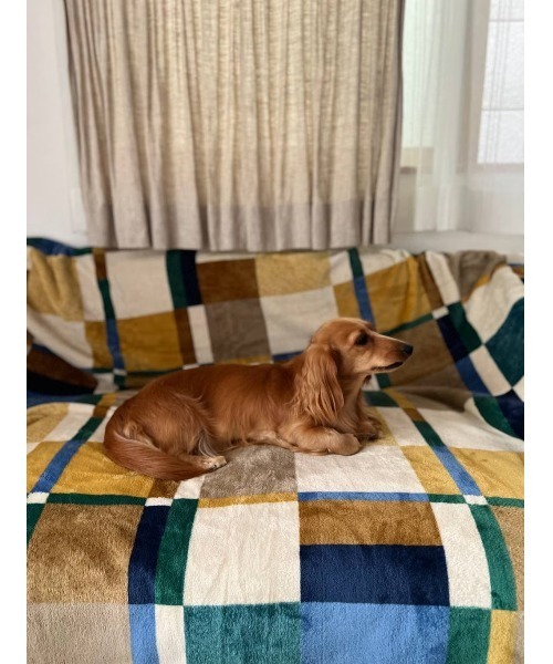 BAYFLOW（ベイフロー）の「[軽いのに暖かいふわふわの肌触り]Lsizeフリースブランケット 23AW（ブランケット・レディース・ベージュ/サックスブルー系/ピンク系/ネイビー系/パープル系・0）」の15枚目の写真