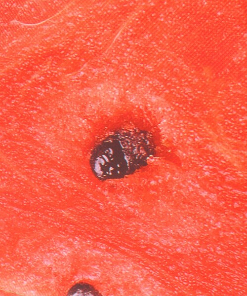 bpr BEAMS（ビーピーアール ビームス ）の「Esschert Design / BIG FRUIT トートバッグ（トートバッグ・レディース・その他/その他1/その他2・ONE SIZE）」の8枚目の写真