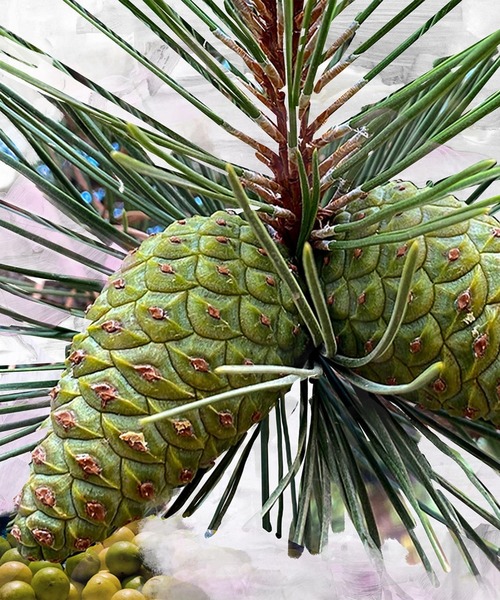 ジプシー ウォーター ボディローション 225ml（ボディケア/ボディ