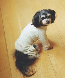 KID BLUE（キッドブルー）の「キッドブルー -２４ストライプシャギー -ドッグウエア -KGAW134 -kidblue（ペットウェア）」