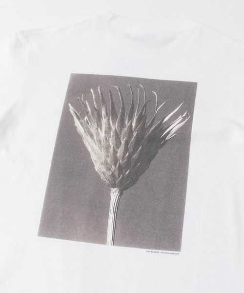 URBAN RESEARCH（アーバンリサーチ）の「Karl Blossfeldt　KARL BLOSSFELDT LONG-SLEEVE TEE（Tシャツ/カットソー・メンズ・その他1/その他2・MEDIUM/X-LARGE/LARGE）」の22枚目の写真
