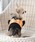 ANNA SUIiAiXCj́uANNA SUI/`FbNrX`FhbLOTVciV[gjiybgEFAjvbubN