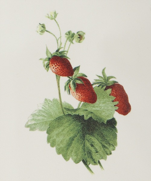 WILLSELECTION（ウィルセレクション）の「ウィンターボタニカルトートバッグ（トートバッグ・レディース・オフホワイト/ブラック・FREE）」の7枚目の写真