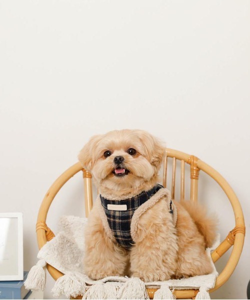 チェック柄ボアハーネス+リードSET（リード/ハーネス/首輪）｜moncheri（モンシェリ）