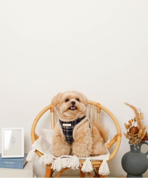 チェック柄ボアハーネス+リードSET（リード/ハーネス/首輪）｜moncheri（モンシェリ）