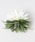 Maunaloa�i�}�E�i���A�j�́u�yMaunaloa�z���[�t�k�C�N���b�v�i�o���b�^/�w�A�N���b�v�j�v�b���̑�