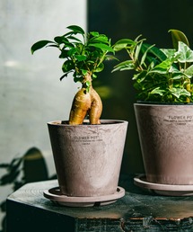 LAKOLE(���R��)�̃v�����c�|�b�g�\�[�T�[(3��) / 628321(�t�����[�x�[�X)