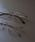 Marient�i�}���G���g�j�́uOval Lens Glasses�i���K�l�j�v�b�S�[���h