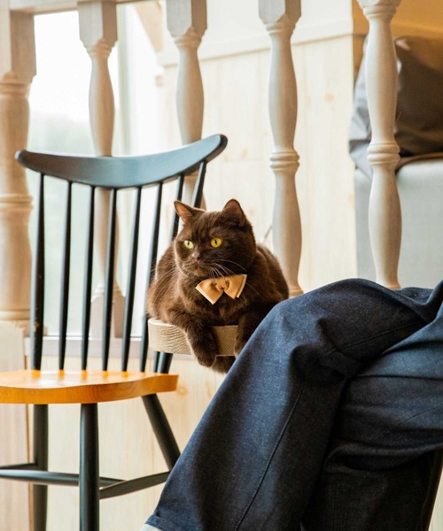 giraffe（ジラフ）の「【 ネクタイ専門店 giraffe 】 猫のための蝶ネクタイ（チャップリンボウタイ）ベージュ BEIGE（蝶ネクタイ・メンズ・ベージュ・FREE）」の6枚目の写真