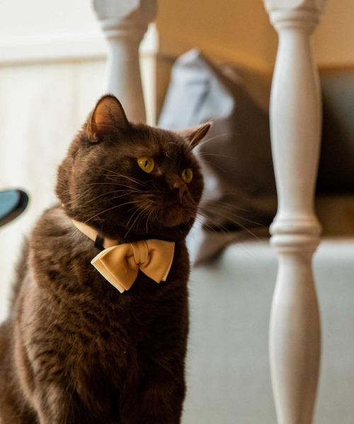 giraffe（ジラフ）の「【 ネクタイ専門店 giraffe 】 猫のための蝶ネクタイ（チャップリンボウタイ）ベージュ BEIGE（蝶ネクタイ・メンズ・ベージュ・FREE）」の5枚目の写真