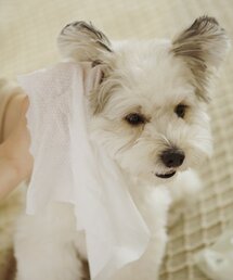 PETCARE（ペットケア）の「Big Buddy Cap-Type Dog Wet Wipes 20 Sheets (5 Packs)（その他ペットグッズ）」