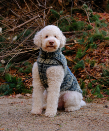 LOVECRAZYWILDMAN（ラブクレイジーワイルドマン）の「FLEECE JUMPER Forest（ペットウェア）」