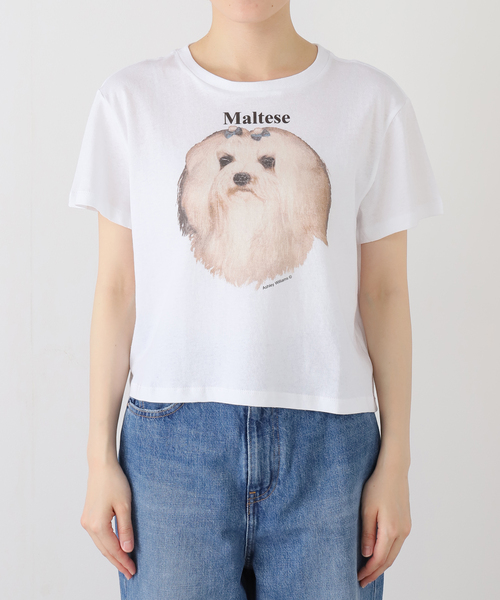 ASHLEY WILLIAMS(アシュリーウィリアムス)の「【Ashley Williams / アシュリー・ウィリアムズ】 WHITE CROPPED T-SHIRT AWAW250103(Tシャツ/カットソー・レディース・ホワイト・MEDIUM/SMALL)」の11枚目の写真