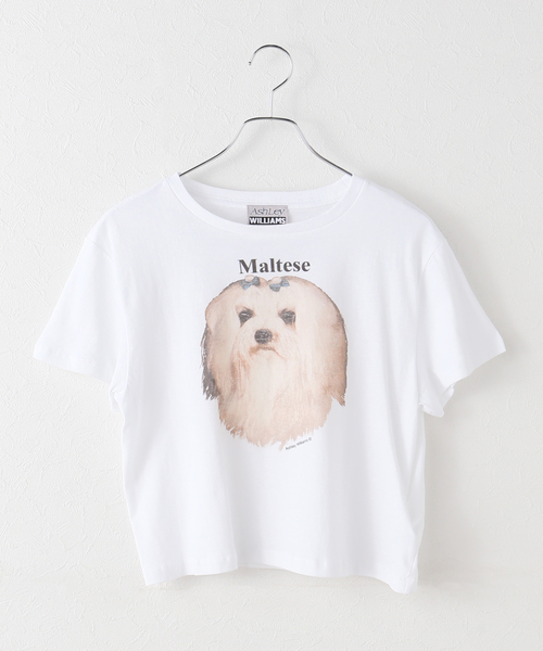 ASHLEY WILLIAMS(アシュリーウィリアムス)の「【Ashley Williams / アシュリー・ウィリアムズ】 WHITE CROPPED T-SHIRT AWAW250103(Tシャツ/カットソー・レディース・ホワイト・MEDIUM/SMALL)」の8枚目の写真