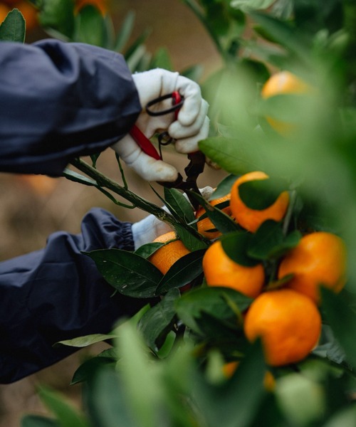 FERNANDA(フェルナンダ)の「フレグランスプレミアムハンドクリーム(ミカン)/Fragrance Premium Hand Cream (MIKAN)(ハンドケア/ハンドクリーム・レディース・その他・FREE)」の8枚目の写真