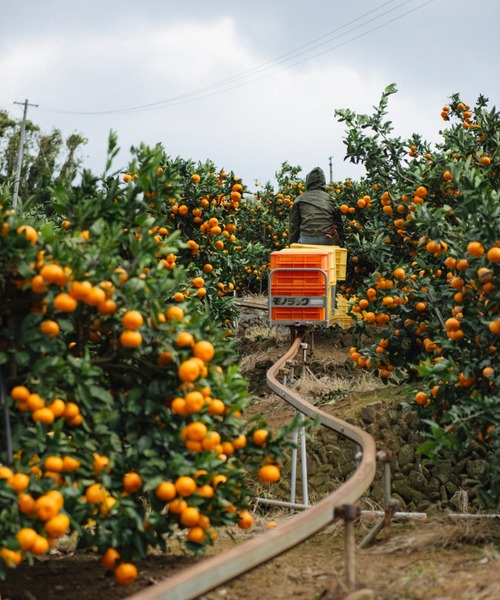 FERNANDA(フェルナンダ)の「フレグランスプレミアムハンドクリーム(ミカン)/Fragrance Premium Hand Cream (MIKAN)(ハンドケア/ハンドクリーム・レディース・その他・FREE)」の9枚目の写真