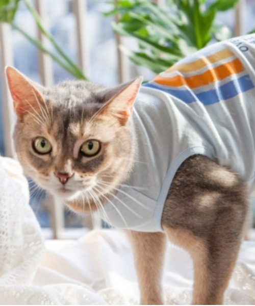 猫の暮らし（ネコノクラシ）の「猫の暮らし/ねこのくらし/クレンゼタンクレインボー　キャット/猫用品（ペットウェア・レディース・ブルー/ピンク・M/S/L）」の2枚目の写真